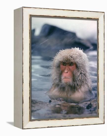 Japanese Macaque, Snow Monkey Sitting in Waters of Hot Spring in Shiga Mountains During a Snowfall-Co Rentmeester-Framed Premier Image Canvas