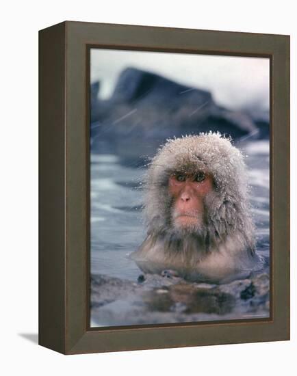 Japanese Macaque, Snow Monkey Sitting in Waters of Hot Spring in Shiga Mountains During a Snowfall-Co Rentmeester-Framed Premier Image Canvas