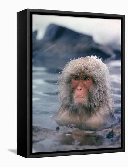 Japanese Macaque, Snow Monkey Sitting in Waters of Hot Spring in Shiga Mountains During a Snowfall-Co Rentmeester-Framed Premier Image Canvas