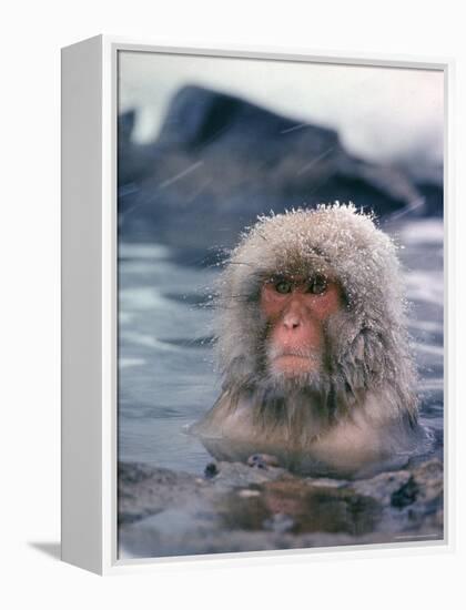 Japanese Macaque, Snow Monkey Sitting in Waters of Hot Spring in Shiga Mountains During a Snowfall-Co Rentmeester-Framed Premier Image Canvas