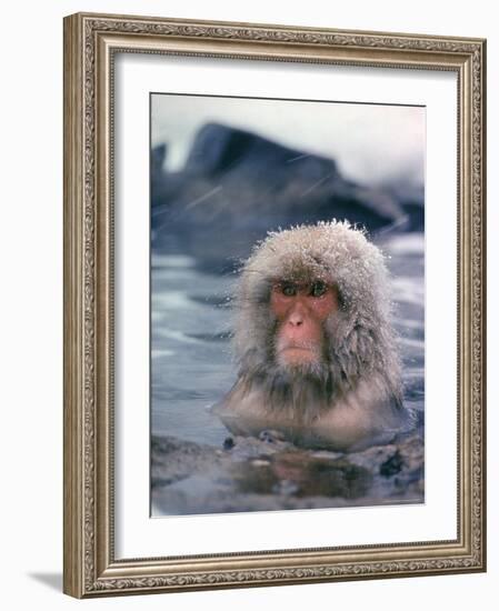 Japanese Macaque, Snow Monkey Sitting in Waters of Hot Spring in Shiga Mountains During a Snowfall-Co Rentmeester-Framed Photographic Print