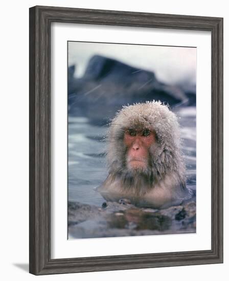 Japanese Macaque, Snow Monkey Sitting in Waters of Hot Spring in Shiga Mountains During a Snowfall-Co Rentmeester-Framed Photographic Print