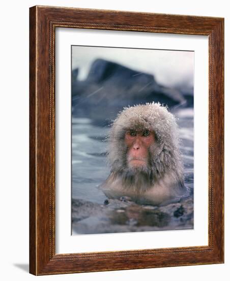 Japanese Macaque, Snow Monkey Sitting in Waters of Hot Spring in Shiga Mountains During a Snowfall-Co Rentmeester-Framed Photographic Print