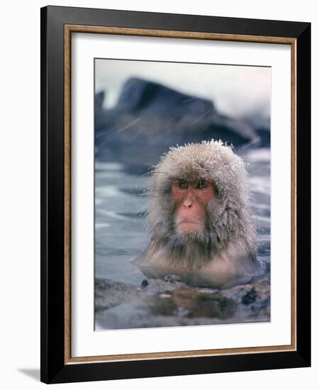 Japanese Macaque, Snow Monkey Sitting in Waters of Hot Spring in Shiga Mountains During a Snowfall-Co Rentmeester-Framed Photographic Print