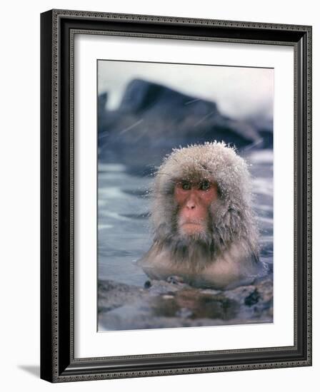 Japanese Macaque, Snow Monkey Sitting in Waters of Hot Spring in Shiga Mountains During a Snowfall-Co Rentmeester-Framed Photographic Print