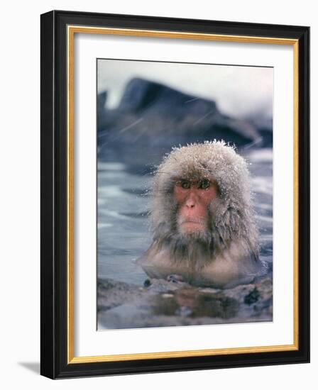 Japanese Macaque, Snow Monkey Sitting in Waters of Hot Spring in Shiga Mountains During a Snowfall-Co Rentmeester-Framed Photographic Print