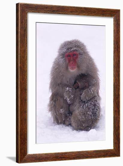 Japanese Macaque with Baby in Snow-DLILLC-Framed Photographic Print