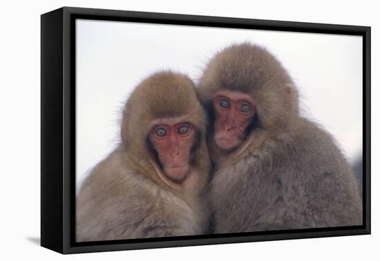 Japanese Macaque with Baby-DLILLC-Framed Premier Image Canvas