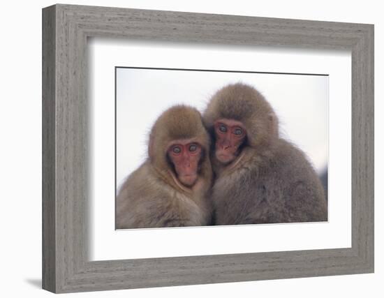 Japanese Macaque with Baby-DLILLC-Framed Photographic Print