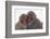 Japanese Macaque with Baby-DLILLC-Framed Photographic Print