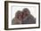 Japanese Macaque with Baby-DLILLC-Framed Photographic Print