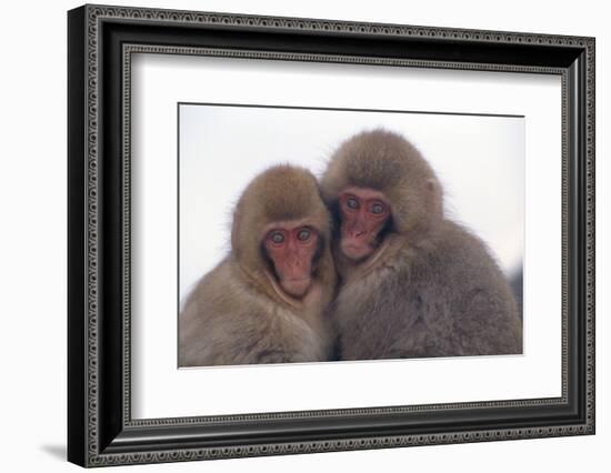 Japanese Macaque with Baby-DLILLC-Framed Photographic Print