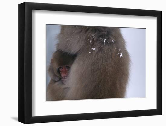 Japanese Macaque with Baby-DLILLC-Framed Photographic Print