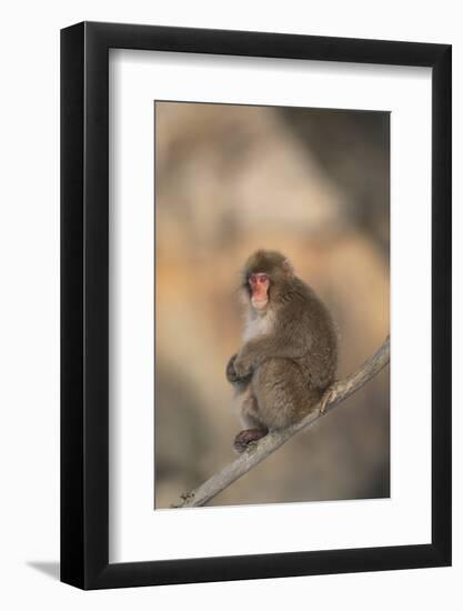 Japanese Macaque-DLILLC-Framed Photographic Print