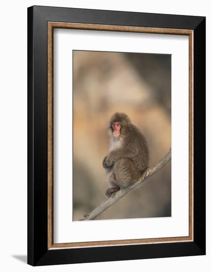 Japanese Macaque-DLILLC-Framed Photographic Print