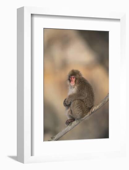 Japanese Macaque-DLILLC-Framed Photographic Print