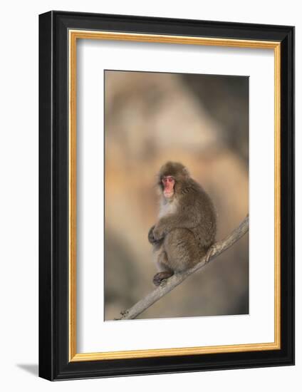 Japanese Macaque-DLILLC-Framed Photographic Print