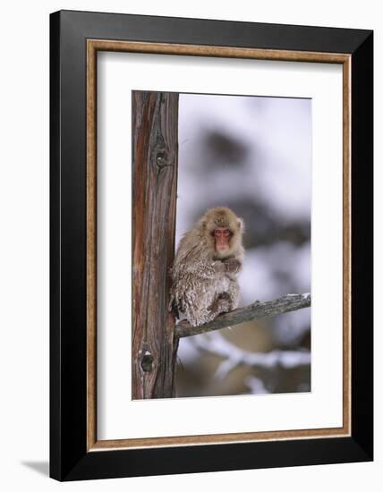 Japanese Macaque-DLILLC-Framed Photographic Print