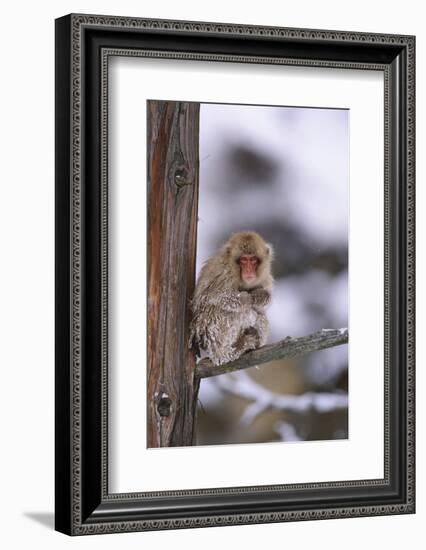 Japanese Macaque-DLILLC-Framed Photographic Print