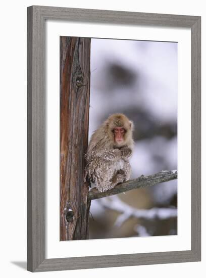 Japanese Macaque-DLILLC-Framed Photographic Print