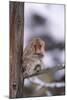 Japanese Macaque-DLILLC-Mounted Photographic Print