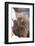 Japanese Macaques Hugging-DLILLC-Framed Photographic Print