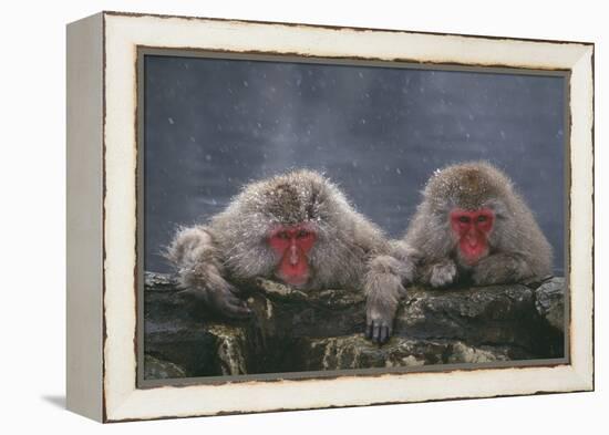 Japanese Macaques in Hot Spring-DLILLC-Framed Premier Image Canvas