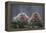 Japanese Macaques in Hot Spring-DLILLC-Framed Premier Image Canvas