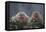 Japanese Macaques in Hot Spring-DLILLC-Framed Premier Image Canvas