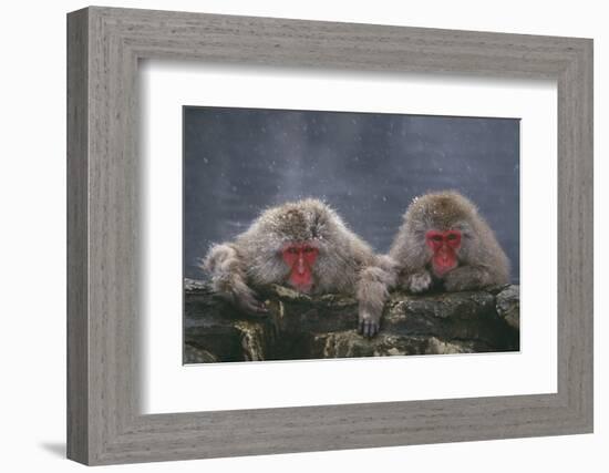 Japanese Macaques in Hot Spring-DLILLC-Framed Photographic Print