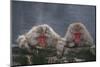 Japanese Macaques in Hot Spring-DLILLC-Mounted Photographic Print