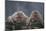 Japanese Macaques in Hot Spring-DLILLC-Mounted Photographic Print