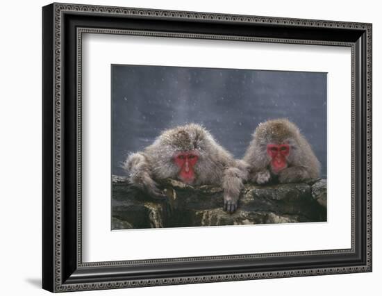 Japanese Macaques in Hot Spring-DLILLC-Framed Photographic Print