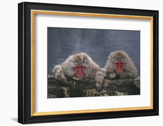 Japanese Macaques in Hot Spring-DLILLC-Framed Photographic Print