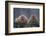 Japanese Macaques in Hot Spring-DLILLC-Framed Photographic Print