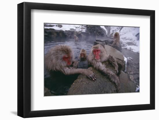 Japanese Macaques in Hot Spring-DLILLC-Framed Photographic Print