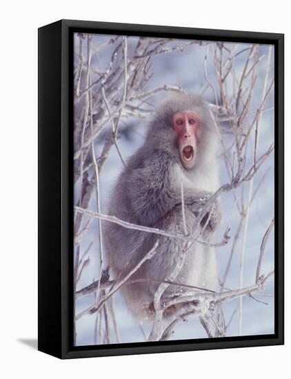 Japanese Macaques in Shiga Mountains of Japan-Co Rentmeester-Framed Premier Image Canvas
