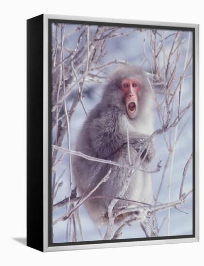 Japanese Macaques in Shiga Mountains of Japan-Co Rentmeester-Framed Premier Image Canvas