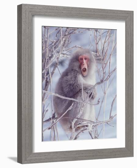Japanese Macaques in Shiga Mountains of Japan-Co Rentmeester-Framed Photographic Print