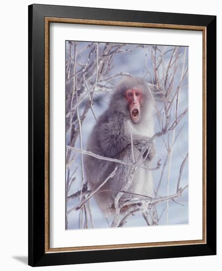 Japanese Macaques in Shiga Mountains of Japan-Co Rentmeester-Framed Photographic Print