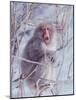 Japanese Macaques in Shiga Mountains of Japan-Co Rentmeester-Mounted Photographic Print