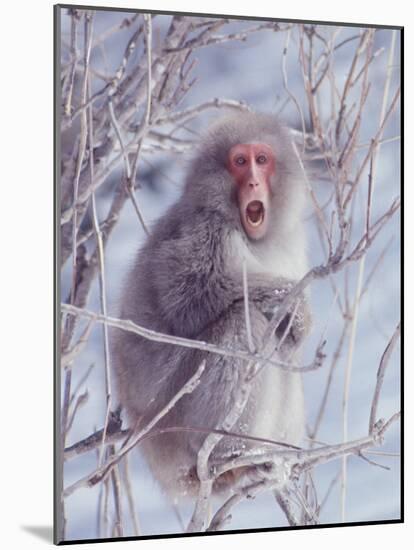 Japanese Macaques in Shiga Mountains of Japan-Co Rentmeester-Mounted Photographic Print