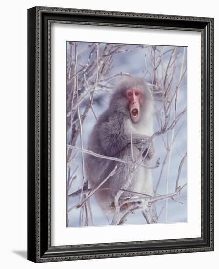 Japanese Macaques in Shiga Mountains of Japan-Co Rentmeester-Framed Photographic Print