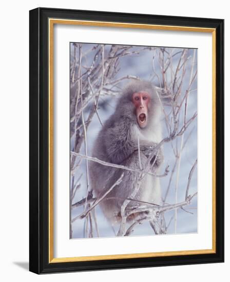 Japanese Macaques in Shiga Mountains of Japan-Co Rentmeester-Framed Photographic Print