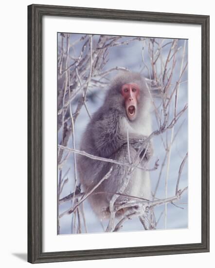 Japanese Macaques in Shiga Mountains of Japan-Co Rentmeester-Framed Photographic Print