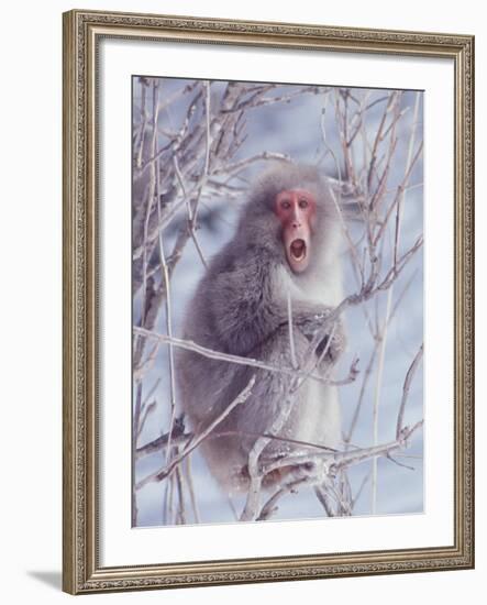 Japanese Macaques in Shiga Mountains of Japan-Co Rentmeester-Framed Photographic Print