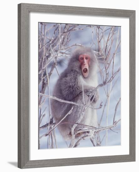 Japanese Macaques in Shiga Mountains of Japan-Co Rentmeester-Framed Photographic Print