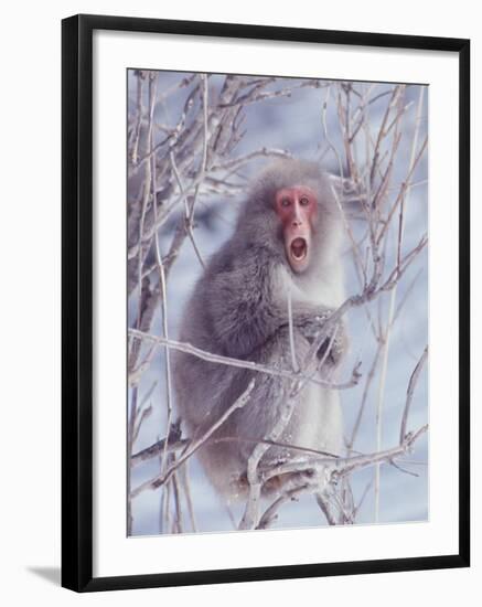 Japanese Macaques in Shiga Mountains of Japan-Co Rentmeester-Framed Photographic Print