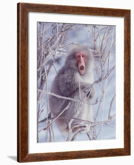 Japanese Macaques in Shiga Mountains of Japan-Co Rentmeester-Framed Photographic Print