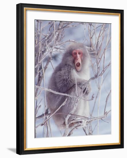 Japanese Macaques in Shiga Mountains of Japan-Co Rentmeester-Framed Photographic Print